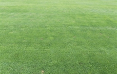 山東濟(jì)南某運(yùn)動(dòng)場草坪病害處理